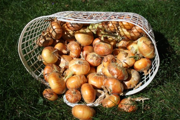 Ссылки онион